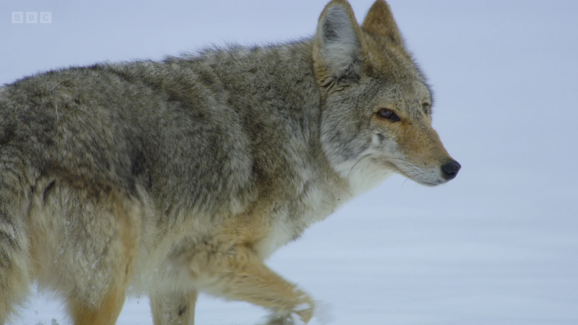 Mountain coyote (Canis latrans lestes) as shown in A Perfect Planet - Volcano